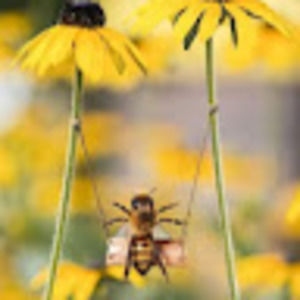 Meet your Posher, Kimi